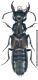 Philonthus politus (Linné, 1758).jpg
