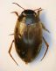 (Ditiscidi) sp. new.jpg