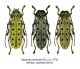 S.perforata_5.jpg