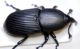 Scyphophorus-sp.jpg