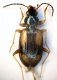 (Carabidi) Bembidion 01.jpg