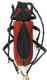 P.globulicollis - Carso3.JPG