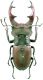 lucanus manziana.jpg