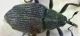 Coleoptera3.jpg