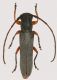 Phytoecia.jpg