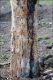 Albero_Fico_1427.jpg