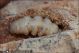 Larva_1416.jpg