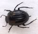 erodius sp.jpg