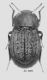 ITALY Abruzzo Tenebrionidae - Kopie.JPG