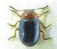 Chrysomelidae.jpg