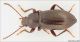 Tenebronidae_lo.jpg