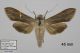 8339_chamomillae_Cucullia_m2A.jpg