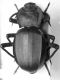Akis_sp01.JPG