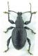Otiorhynchus4.jpg