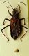 (Heterottero) Rhinocoris 2.jpg