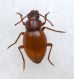 leafbeetle.jpg