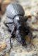 IMGP2477 (26-3-15 Güimar).jpg