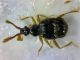 Coleoptera2-1.jpg