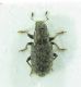 Curculionidae.jpg