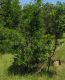 P.globulicollis_bush.JPG