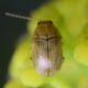 Cryptocephalus 3 (29-3-15 Anaga).jpg