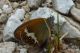 Coenonympha arcania 01.JPG