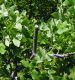 P.globulicollis_branch.JPG
