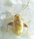 Chrysomelidae4.jpg