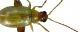 Chrysomelidae3-2.jpg