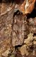 L. furcifera.jpg