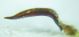 Curculionidae3.jpg