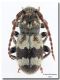 Parmena algirica_Lampedusa.jpg