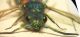 Chrysura M. 009 A.jpg