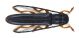 Oberea taygetana 03.jpg
