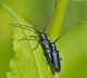 agapanthia_violacea_rezzo_giugno_IMG_1998.jpg