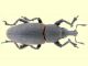 Curculionidae (2).jpg