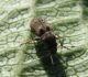 Curculionidae.jpg