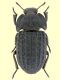 Tenebrionidae.jpg