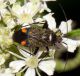 closterotomus_IMG_2726.jpg