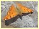 probabile Polygonia egea - Marino 9 Aprile 2015 (5).JPG