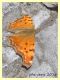 probabile Polygonia egea - Marino 9 Aprile 2015 (4).JPG
