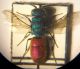 altra Chrysura M 012 A.jpg