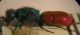 altra Chrysura M 005 A.jpg
