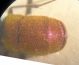 altra Chrysura M2 004 A.jpg