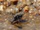 Myriochila melancholica beve.JPG