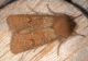 Orthosia miniosa copia.JPG