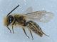laconi1104 003mod.jpg