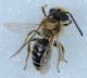 laconi1104 002rid.jpg