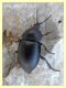 Silpha sp (1).JPG