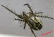 Mangora acalypha 14-04-2015.jpg
